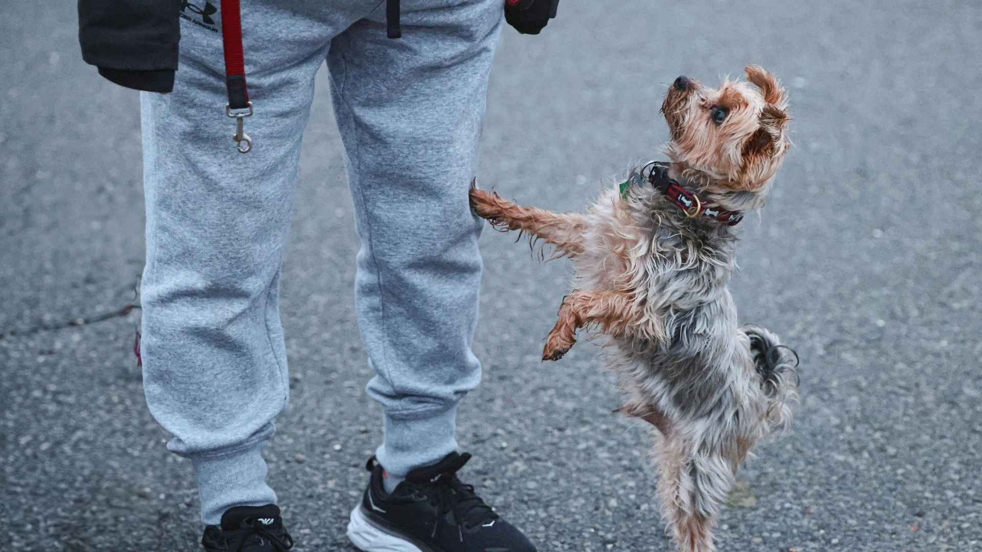 perrito pidiendo ayuda